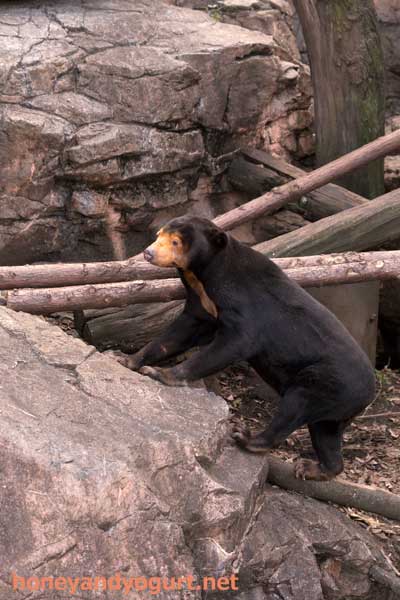 上野動物園 マレーグマ キョウコ