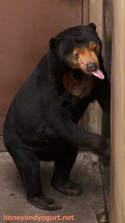 上野動物園 マレーグマ キョウコ