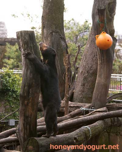 上野動物園 マレーグマ モモコ