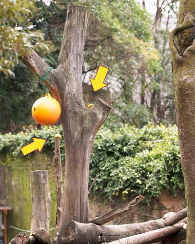 上野動物園 マレーグマ舎