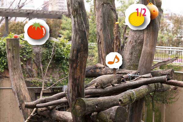 上野動物園 マレーグマ舎