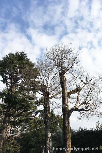 上野動物園 マレーグマ舎