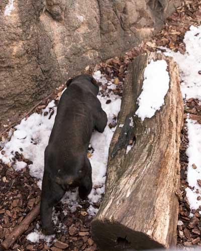 上野動物園　マレーグマ　アズマ