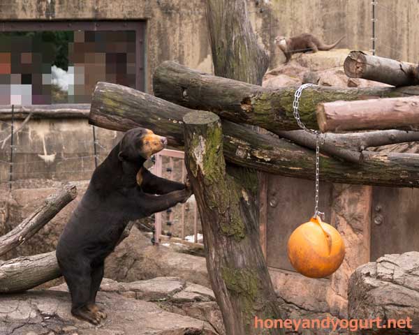 上野動物園　マレーグマ　キョウコ