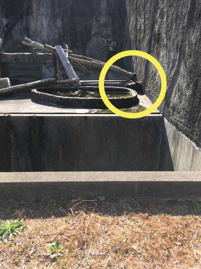 のんほいパーク マレーグマ シャンシャン