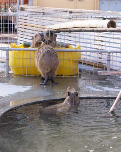 のんほいパーク もぐもぐひろば