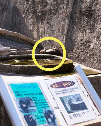 のんほいパーク マレーグマ シャンシャン