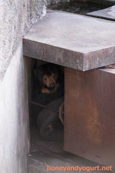 のんほいパーク マレーグマ シャンシャン