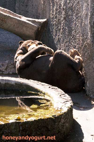 のんほいパーク マレーグマ シャンシャン