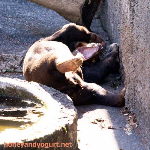 のんほいパーク マレーグマ シャンシャン