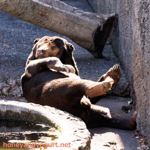 のんほいパーク マレーグマ シャンシャン