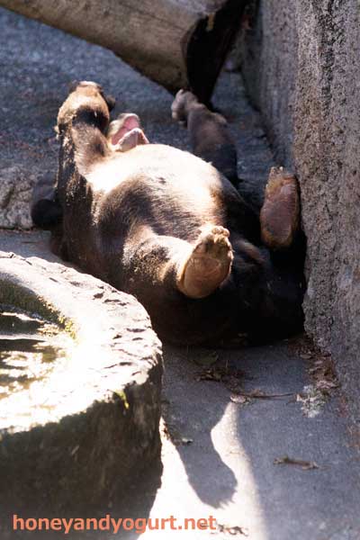 のんほいパーク マレーグマ シャンシャン