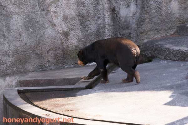 のんほいパーク マレーグマ シャンシャン