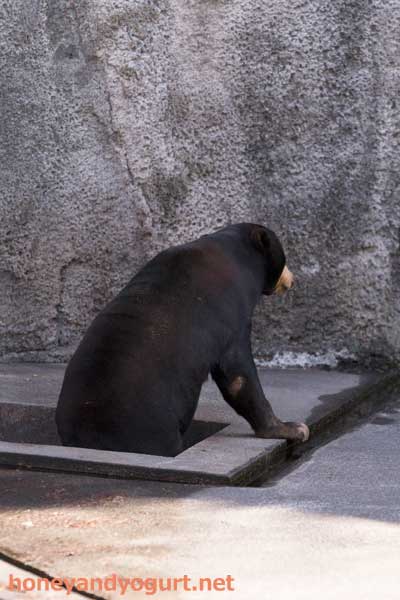 のんほいパーク マレーグマ シャンシャン