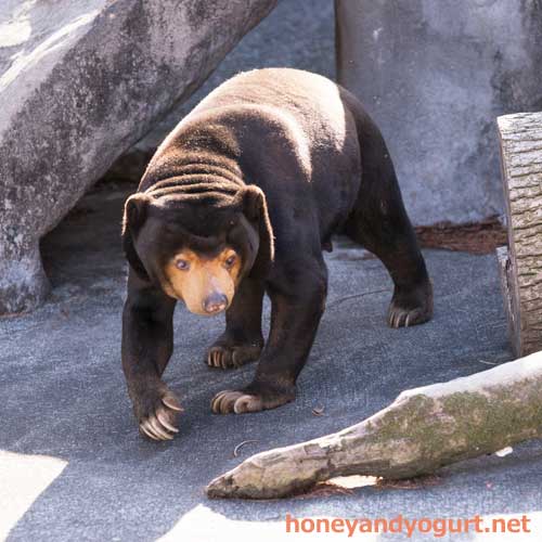 のんほいパーク マレーグマ シャンシャン