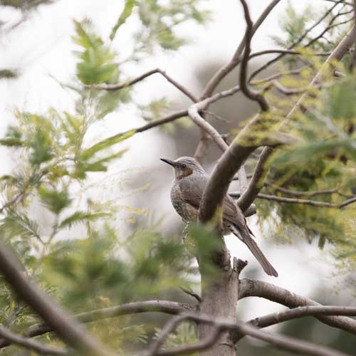 上野動物園 マレーグマ舎