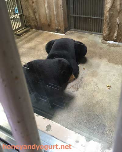 東山動物園 マレーグマ マー子 マーネ