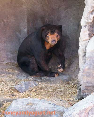 東山動物園 マレーグマ マー君