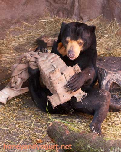東山動物園 マレーグマ マーチン