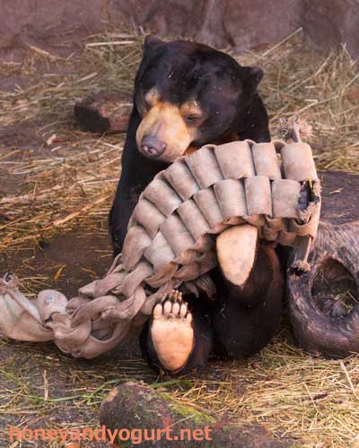 東山動物園 マレーグマ マーチン