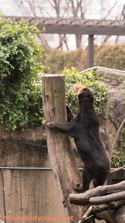上野動物園 マレーグマ キョウコ
