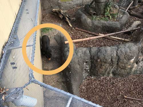 上野動物園 マレーグマ アズマ