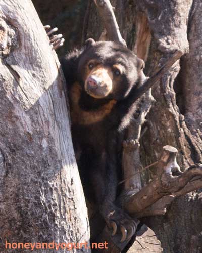 上野動物園 マレーグマ モモコ