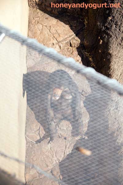 上野動物園 マレーグマ モモコ