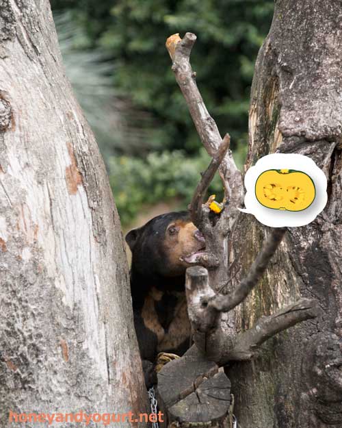 上野動物園 マレーグマ アズマ