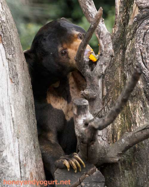 上野動物園 マレーグマ アズマ