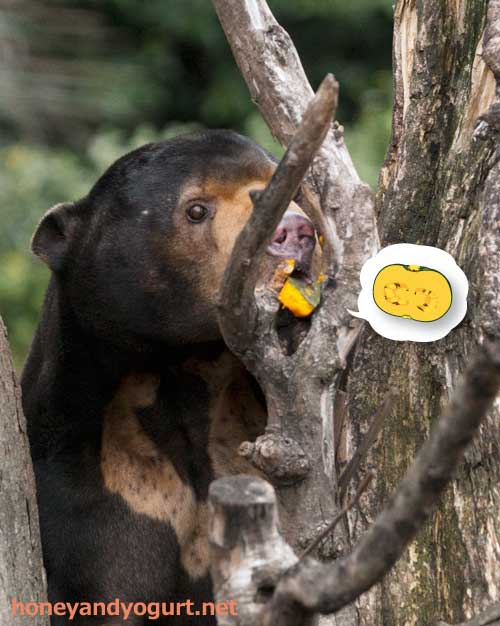 上野動物園 マレーグマ アズマ