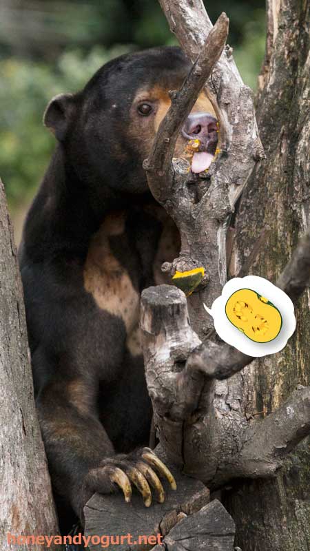 上野動物園 マレーグマ アズマ