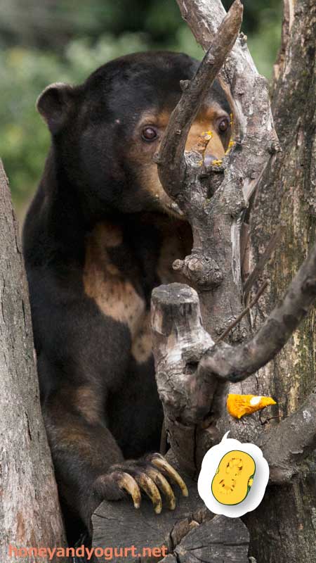上野動物園 マレーグマ アズマ