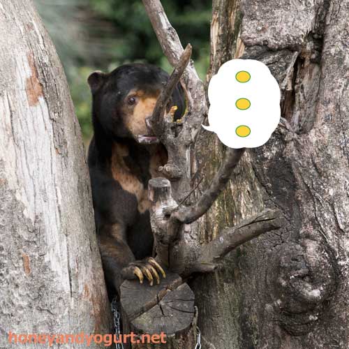 上野動物園 マレーグマ アズマ