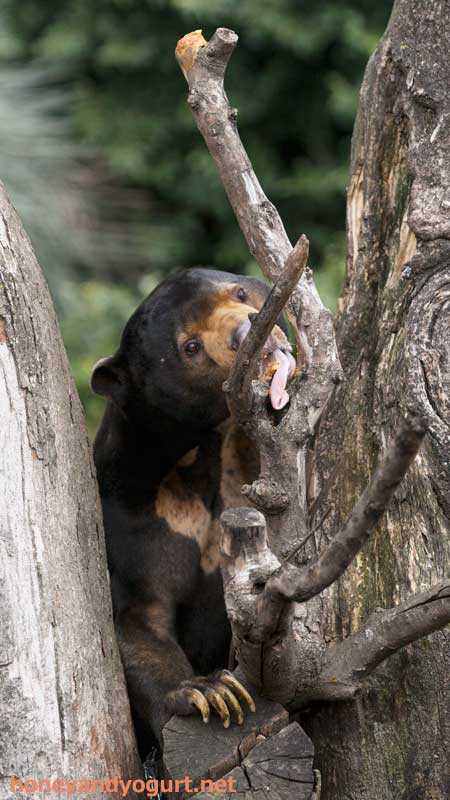 上野動物園 マレーグマ アズマ