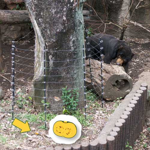 上野動物園 マレーグマ アズマ