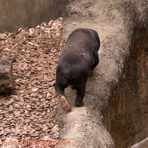 上野動物園 マレーグマ キョウコ