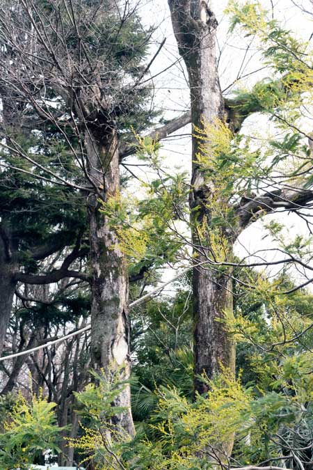 上野動物園 マレーグマ舎