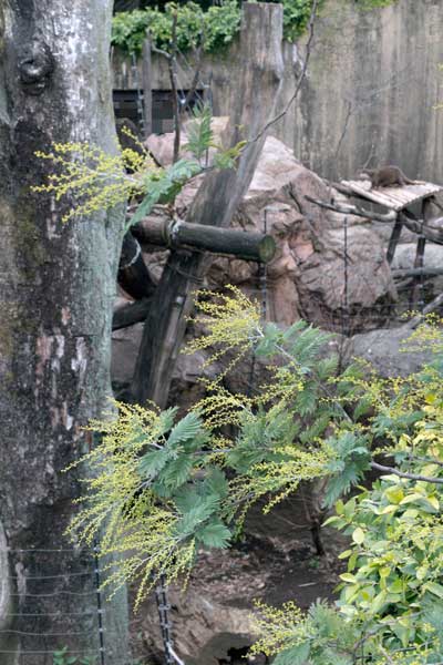 上野動物園 マレーグマ舎