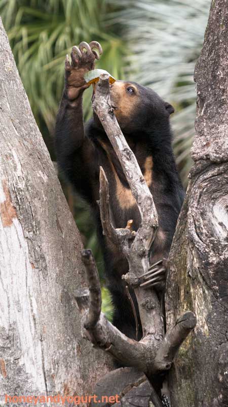 上野動物園 マレーグマ モモコ