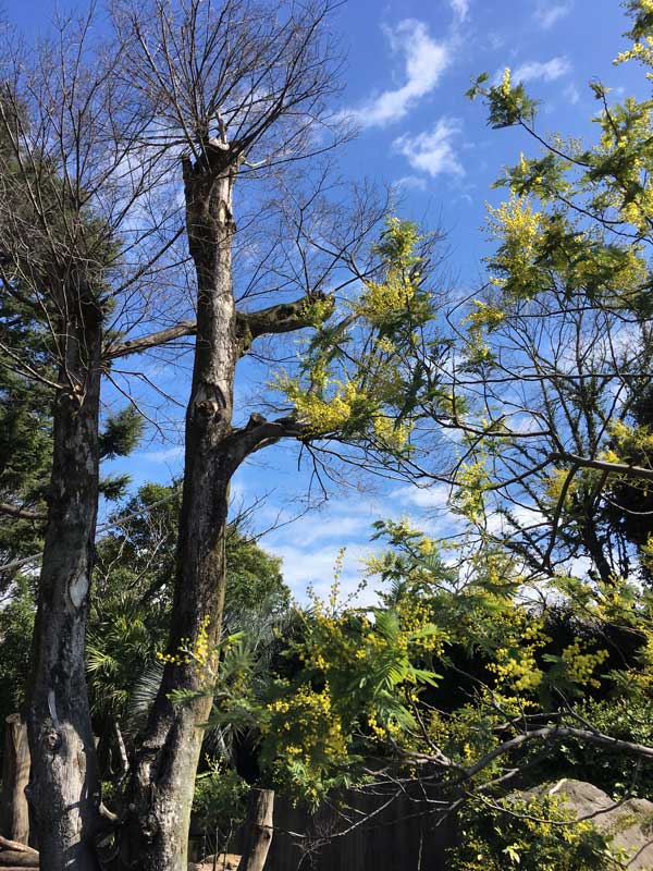 上野動物園 マレーグマ舎