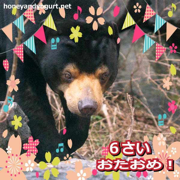 東山動物園 マレーグマ マーチン