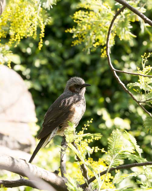 上野動物園 マレーグマ舎
