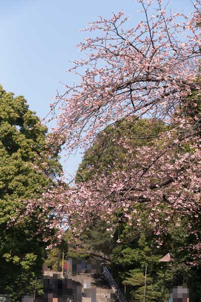 上野公園　オオカンザクラ