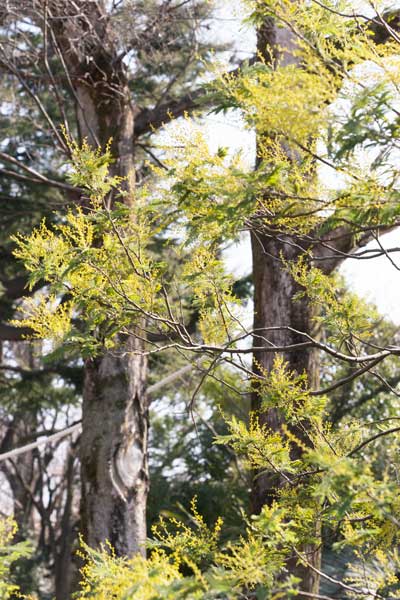 上野動物園　マレーグマ舎