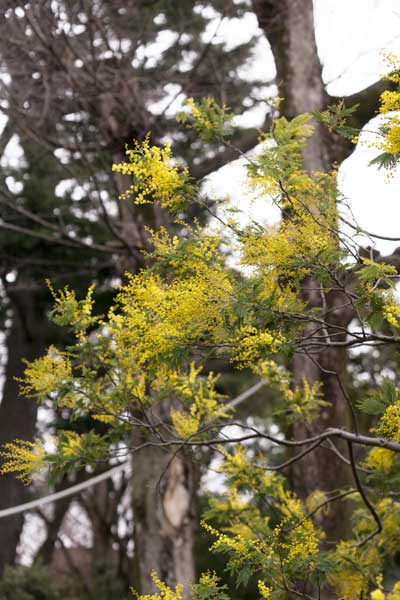 上野動物園 マレーグマ舎
