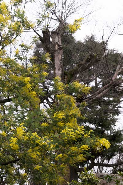 上野動物園 マレーグマ舎