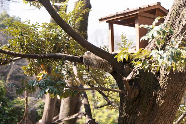 上野動物園　マレーグマ舎