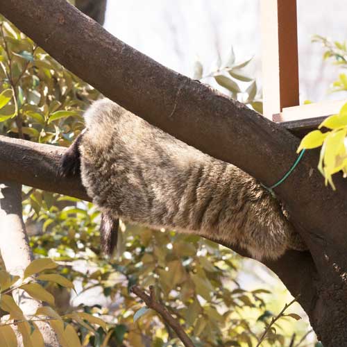 上野動物園　マレーグマ舎