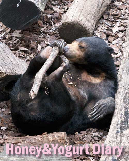 上野動物園 マレーグマ モモコ